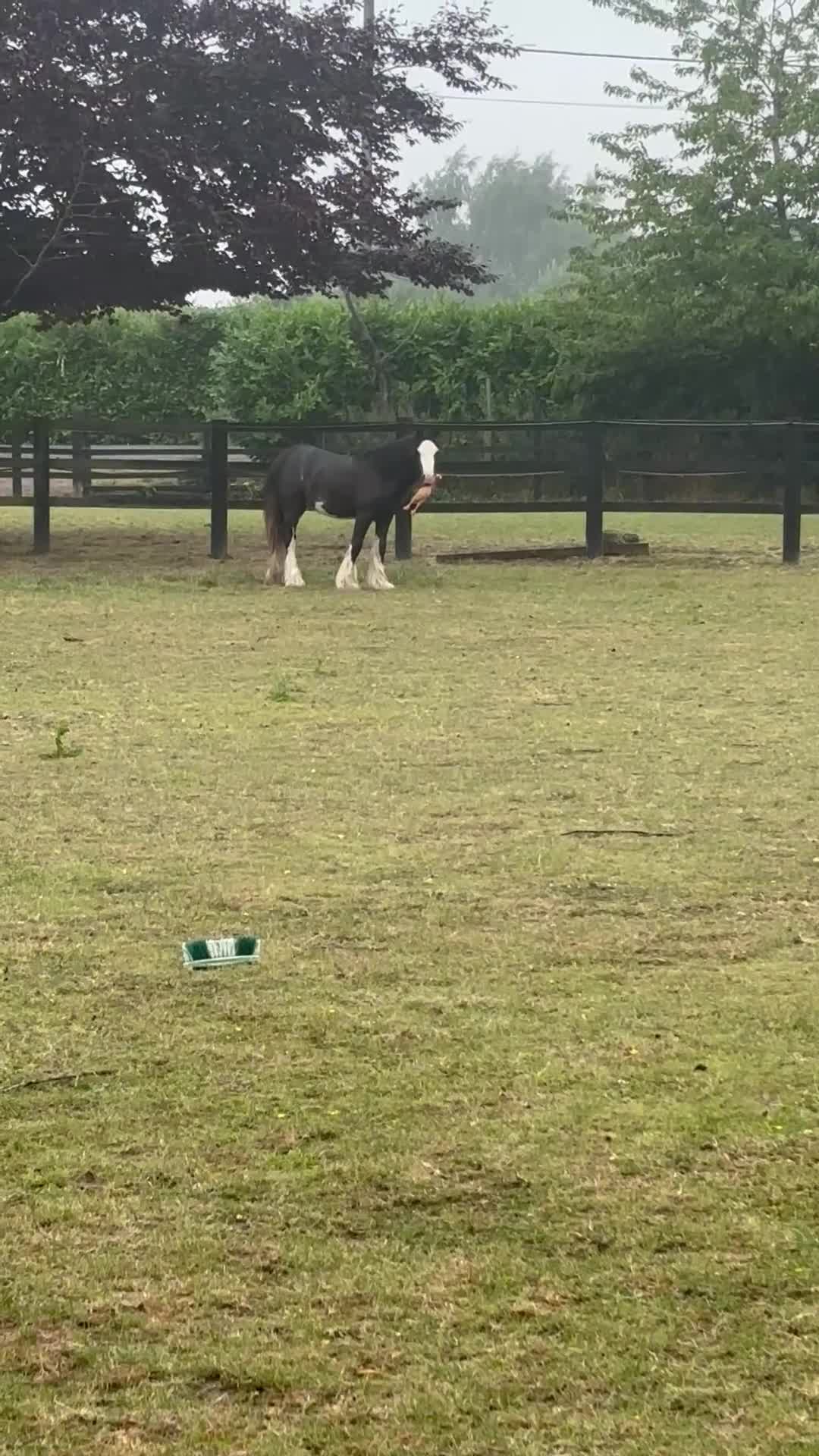Irish Cob horses for sale: Bear - a horse who loves his chicken  - Video 1