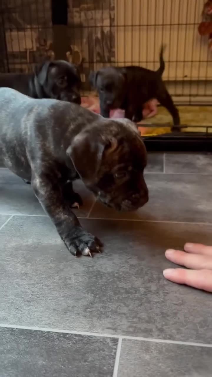 Staffordshire Bull Terrier dogs for sale: Black staffy girl  - Video 2