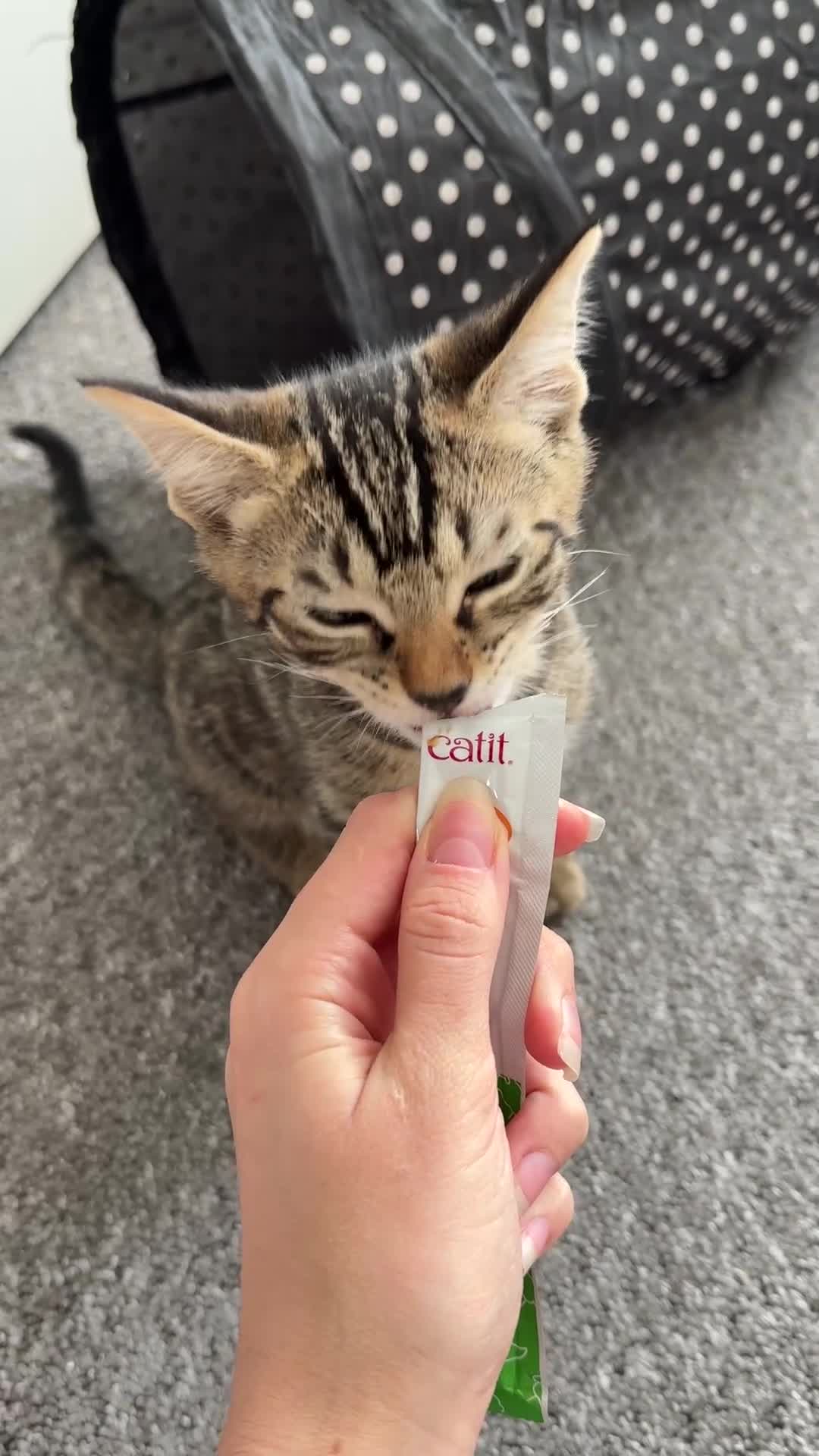 Mixed Breed cats for sale: The most affectionate little tabby - Video 1