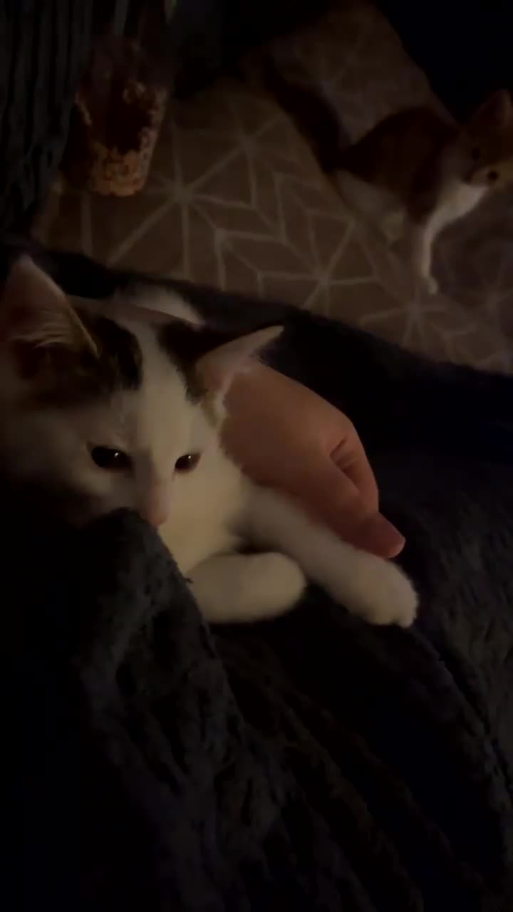 Mixed Breed cats for sale: 2 kittens for sale  - Video 1