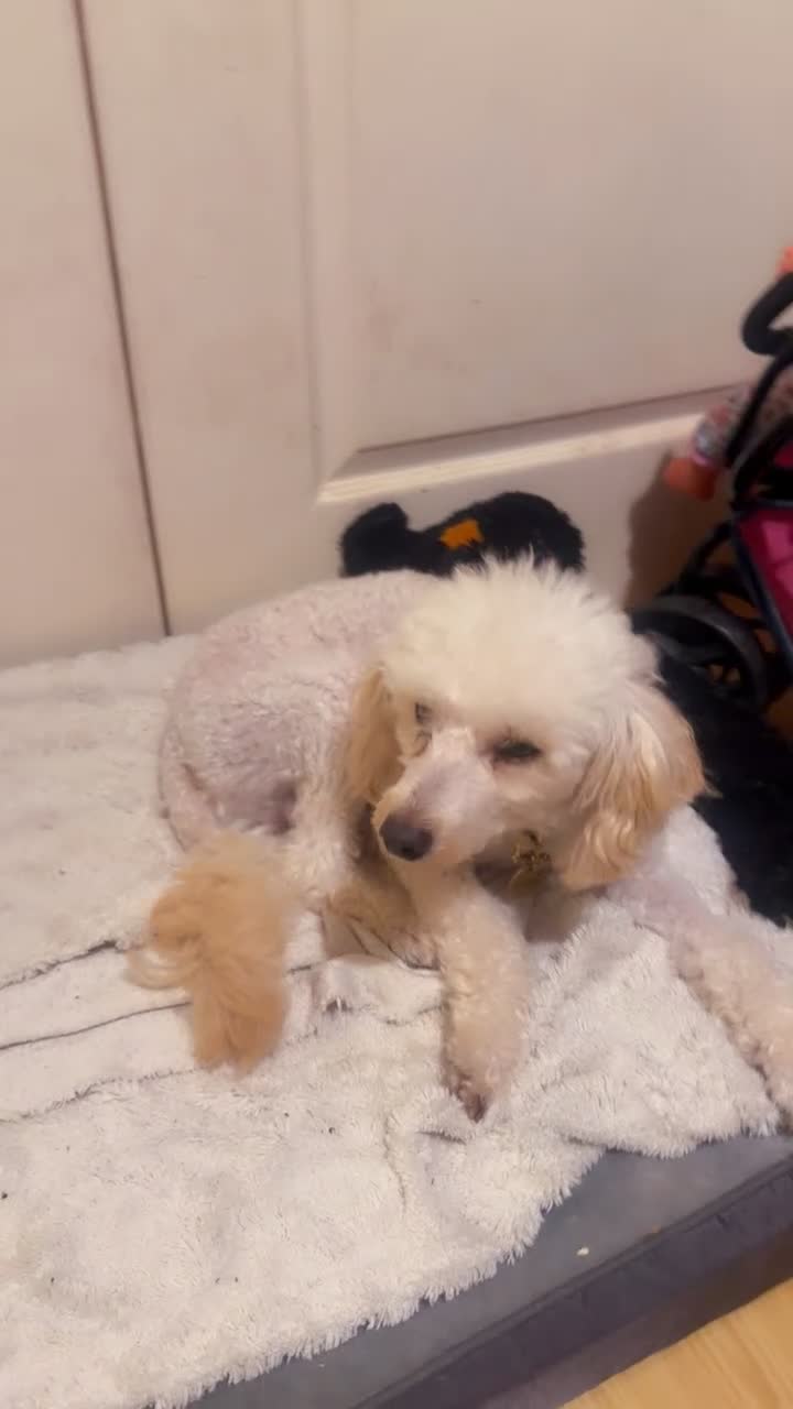 Miniature Poodle dogs for sale: Male toy poodle - Video 1