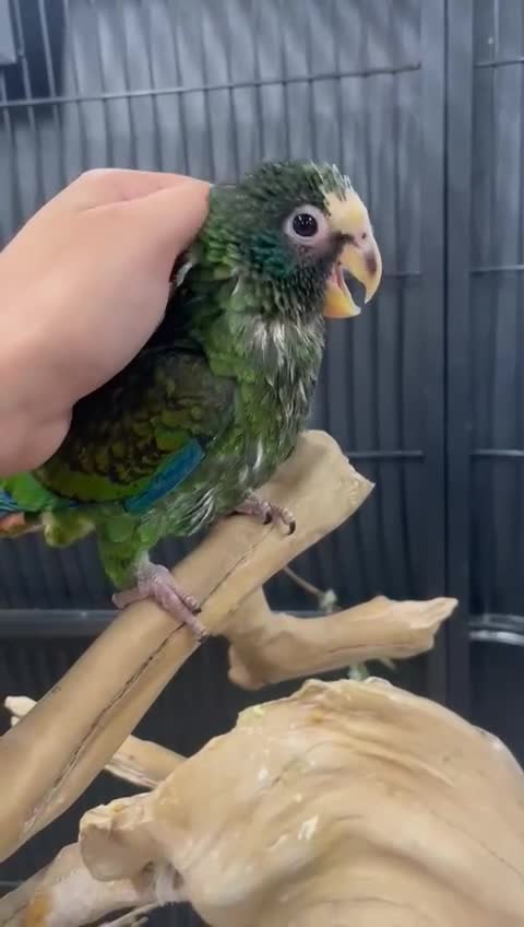 Parrots birds for sale: White capped baby handreared Pinous  - Video 1