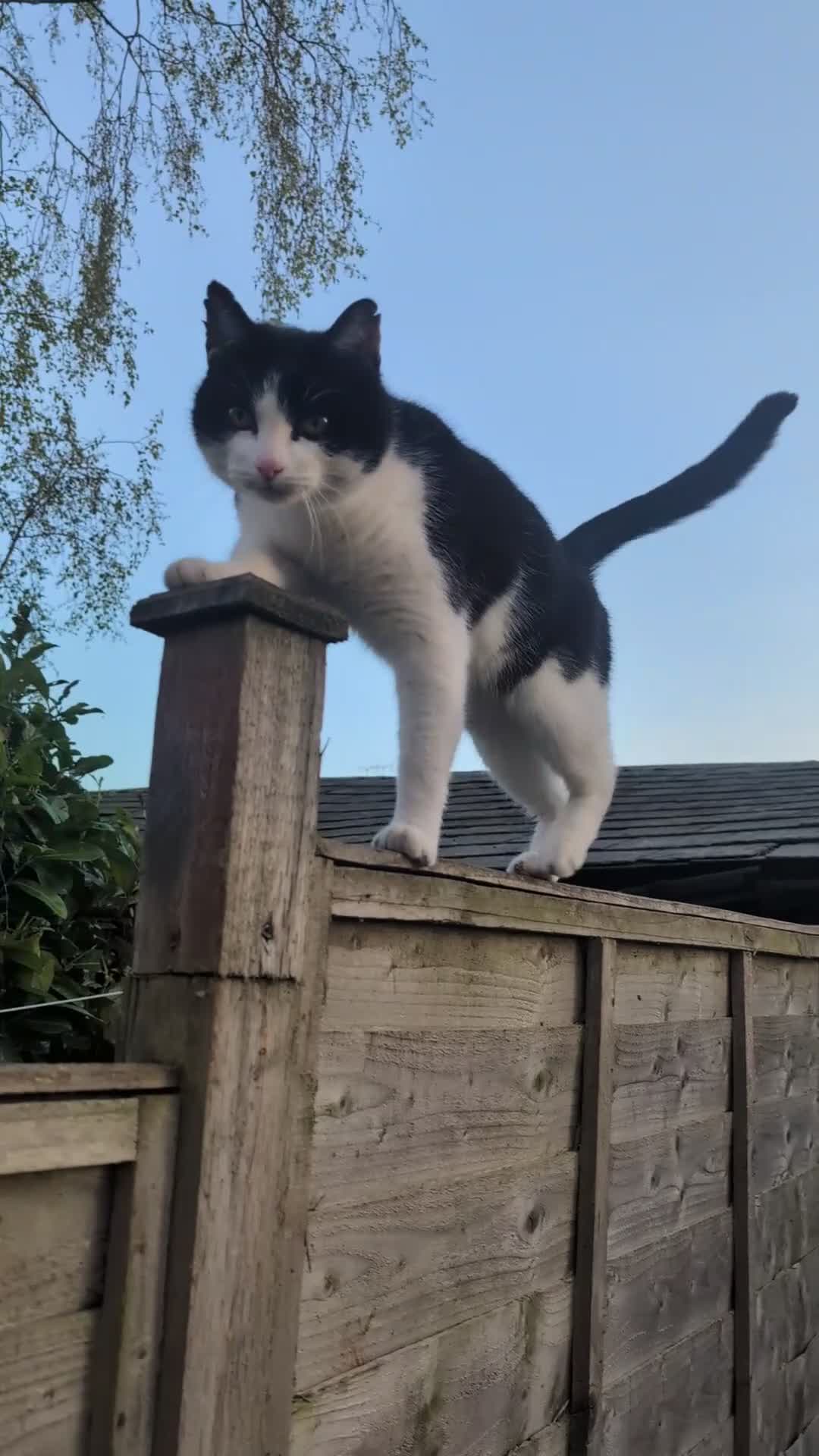 British Shorthair cats for sale: New home for Elvis and Tigger - Video 1