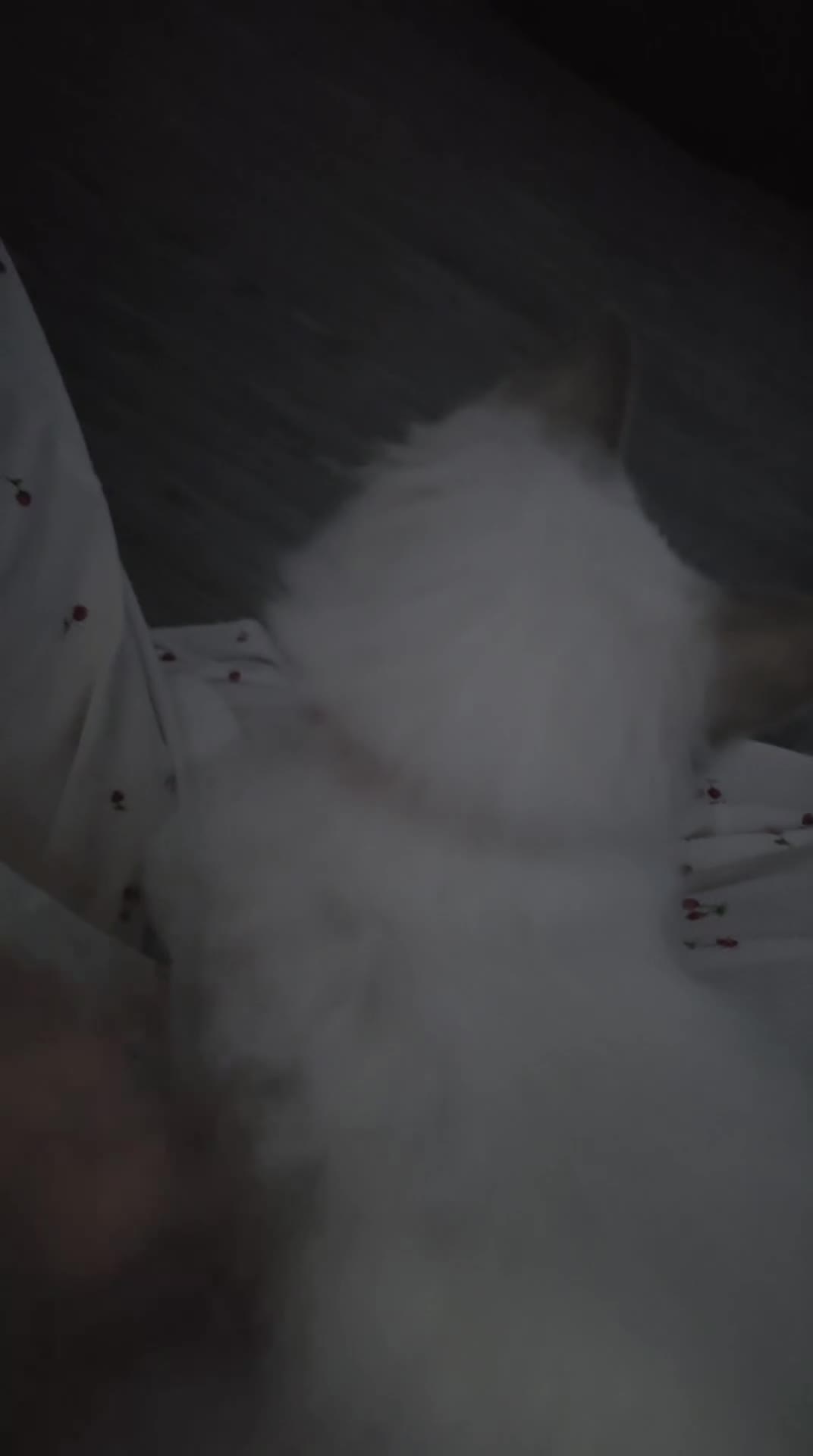 Ragdoll cats for sale: Still available 11.8.26 Ragdoll boy - Video 1