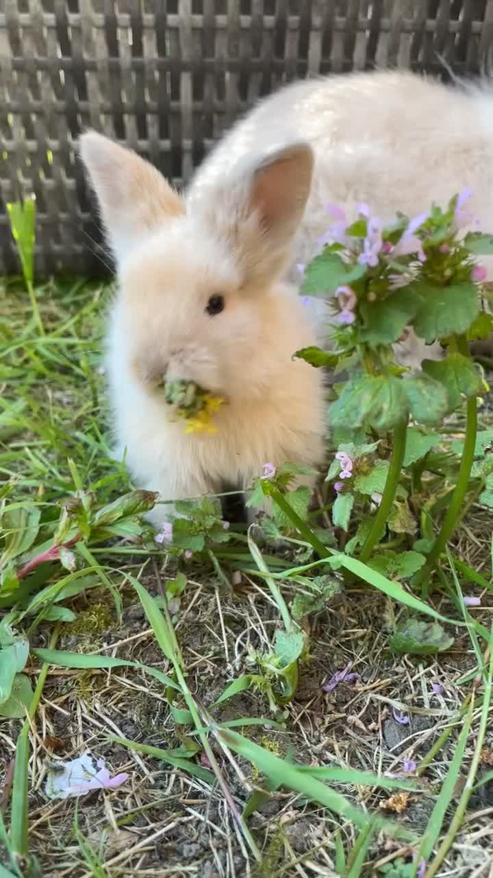 Mixed Breed rabbits for sale: 🐰✨lionhead x mini lop baby buns✨🐰 - Video 1