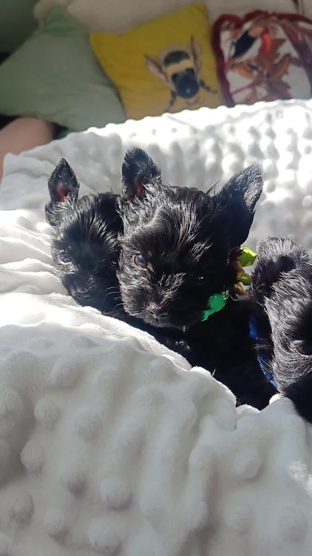 Yorkshire Terrier dogs for sale: Beautiful Rare Black Mini Yorkshire Terrier  - Video 1