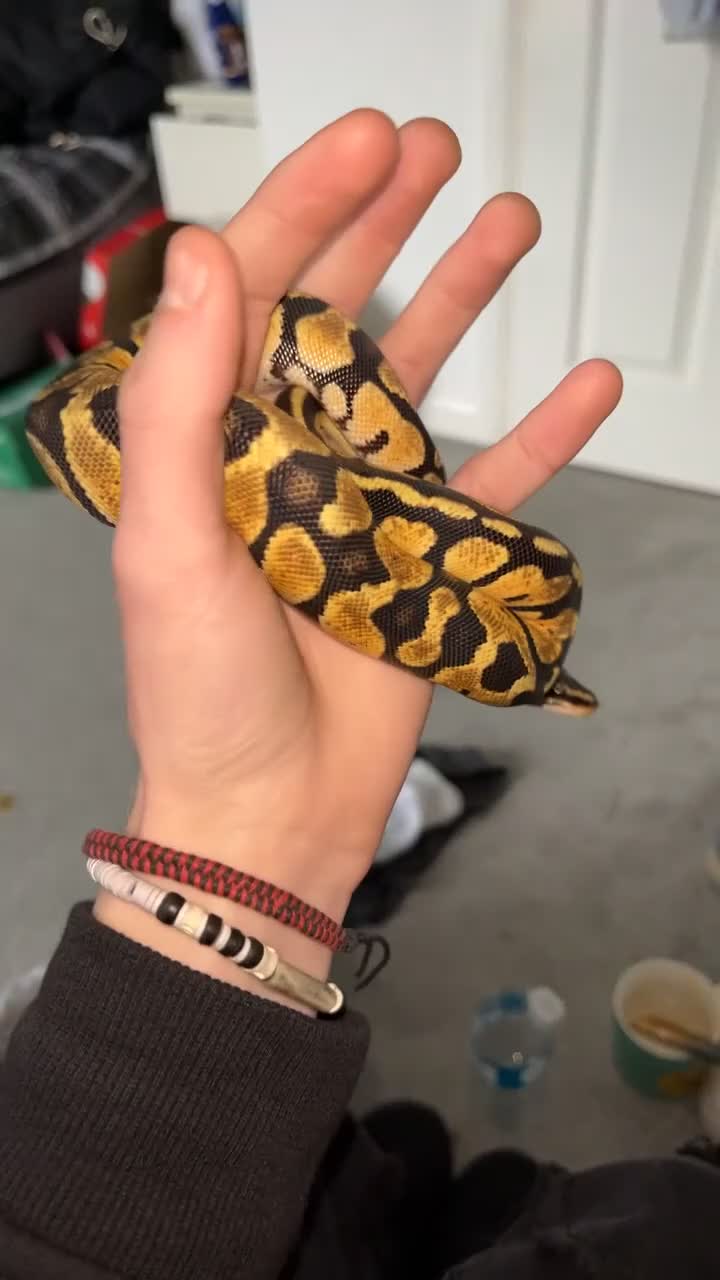 Python Snake reptiles for sale: Pastel royal python in Milton Keynes - Video 1