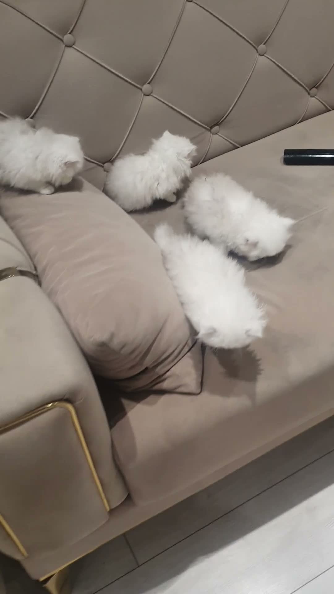 Persian cats for sale: Majestic Persian Chinchilla Kittens - Video 1