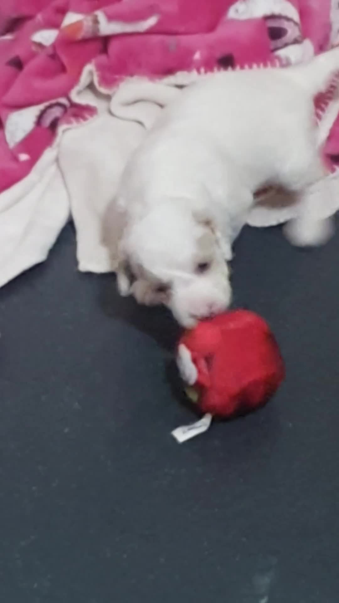 Mixed Breed dogs for sale: Beautiful little of cavapoochon puppies - Video 1