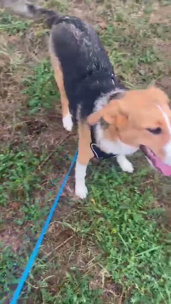 Mixed Breed dogs for sale: Sweet Meg needs her family  - Video 1