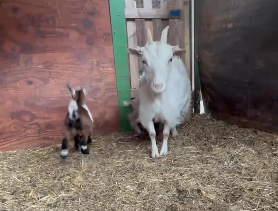 Goats livestock for sale: Kaleb and Jeremy  - Video 5