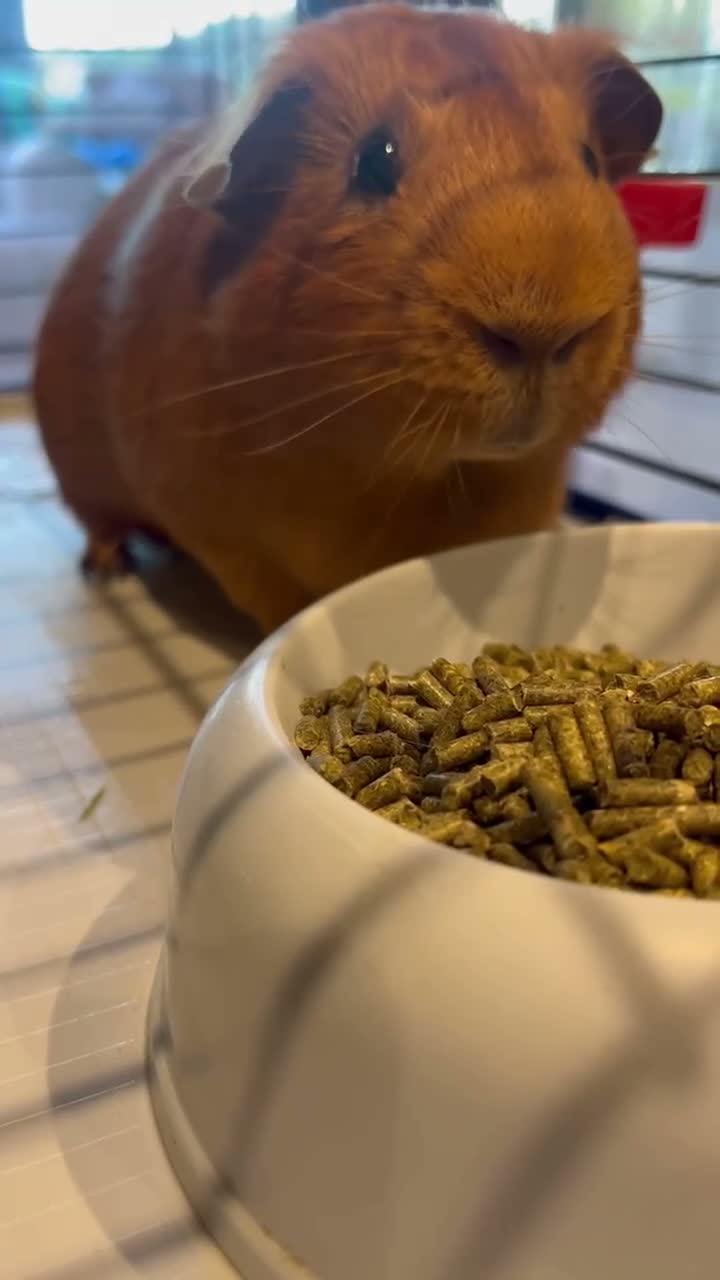 Ragdoll cats for sale: Two boy Guinea pigs  - Video 2