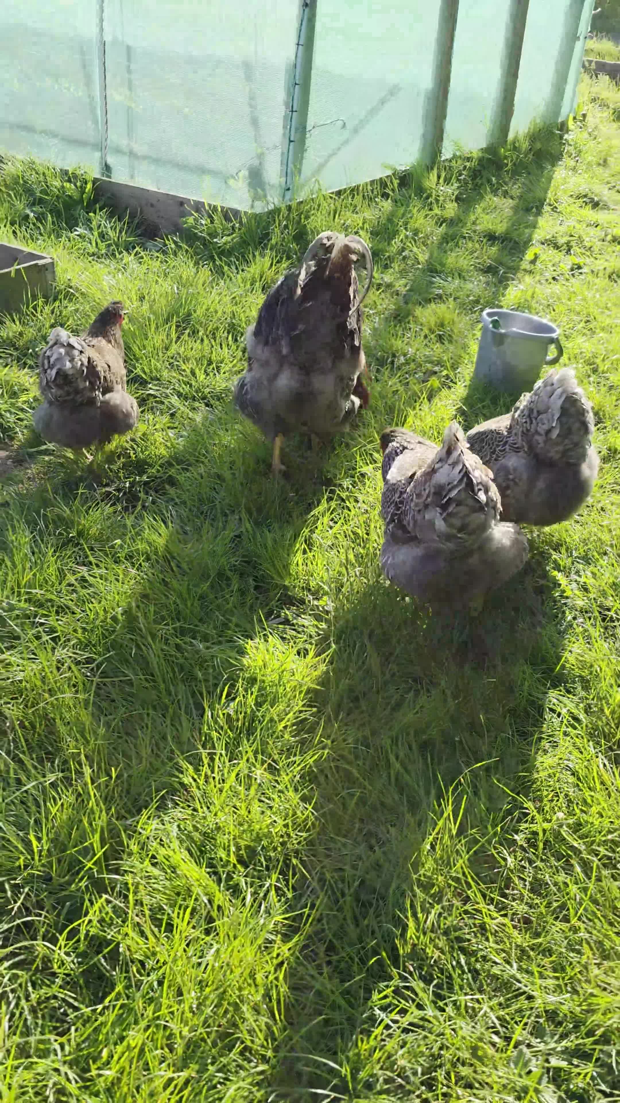 Chickens poultry for sale: Quartet of blue laced wyandotte large fowl - Video 4