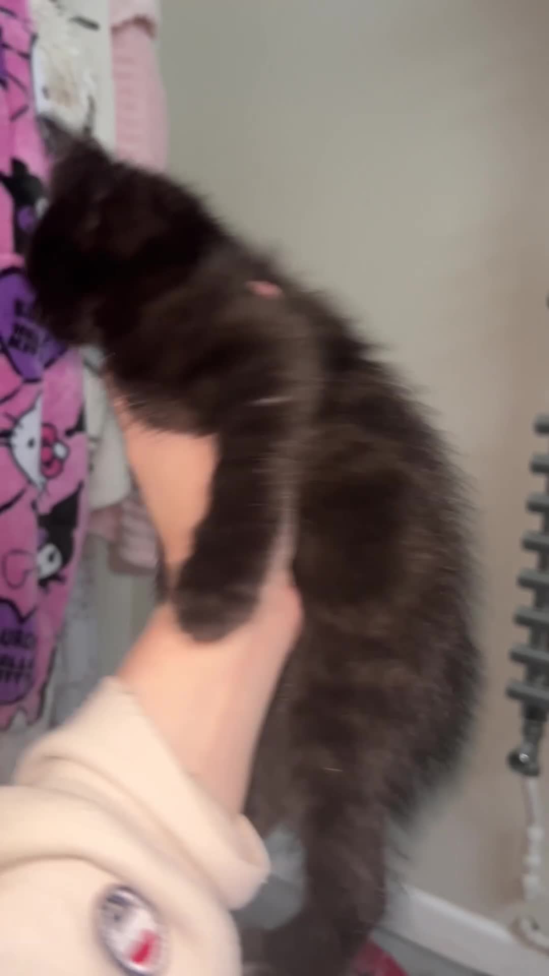 Mixed Breed cats for sale: Last fur baby!  - Video 1