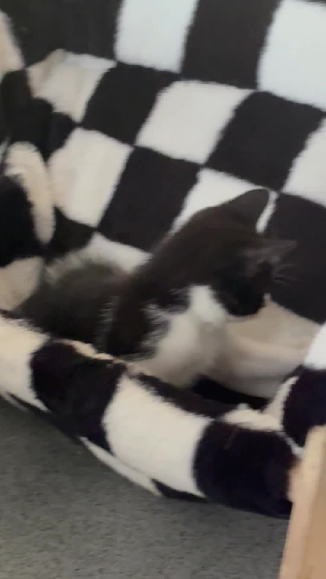 Mixed Breed cats for sale: 4 Kittens for Sale. Ready for Their Forever Homes - Video 2