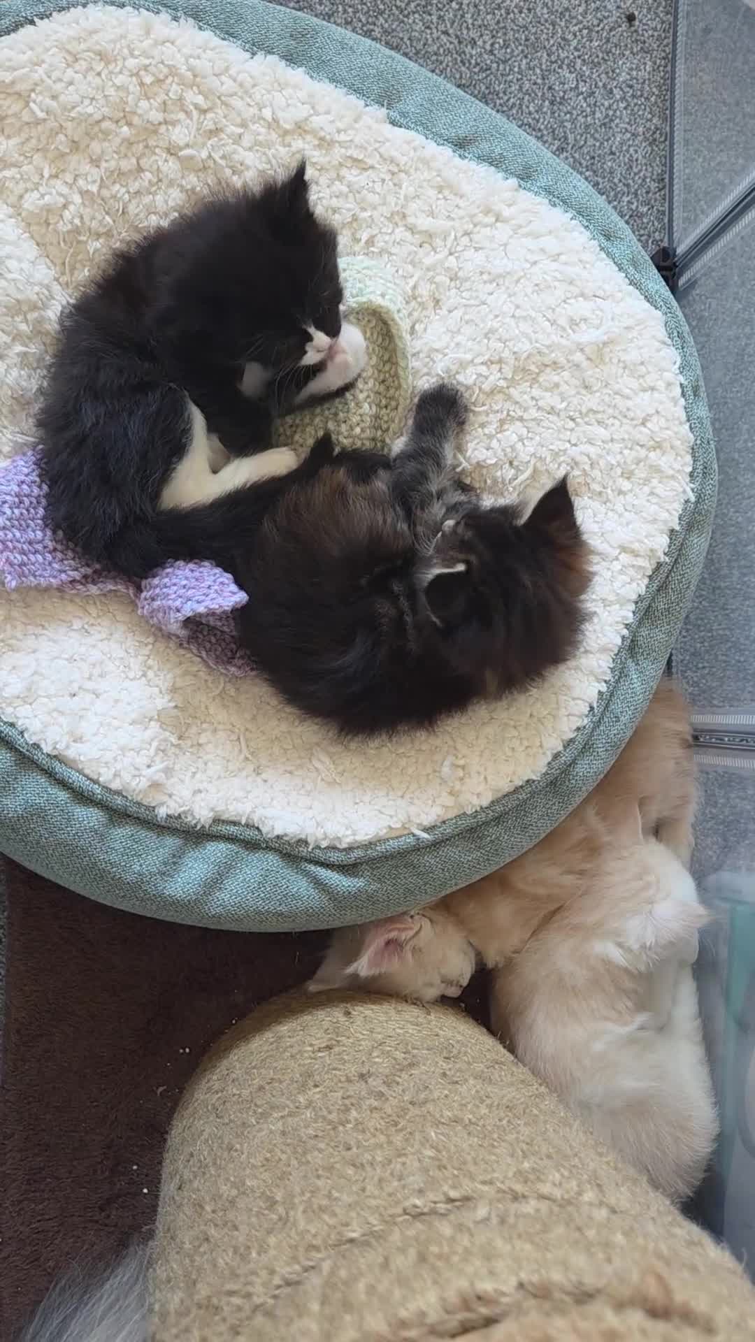 Maine Coon cats for sale: Outstanding TICA registered Maine Coon Kittens - Video 5