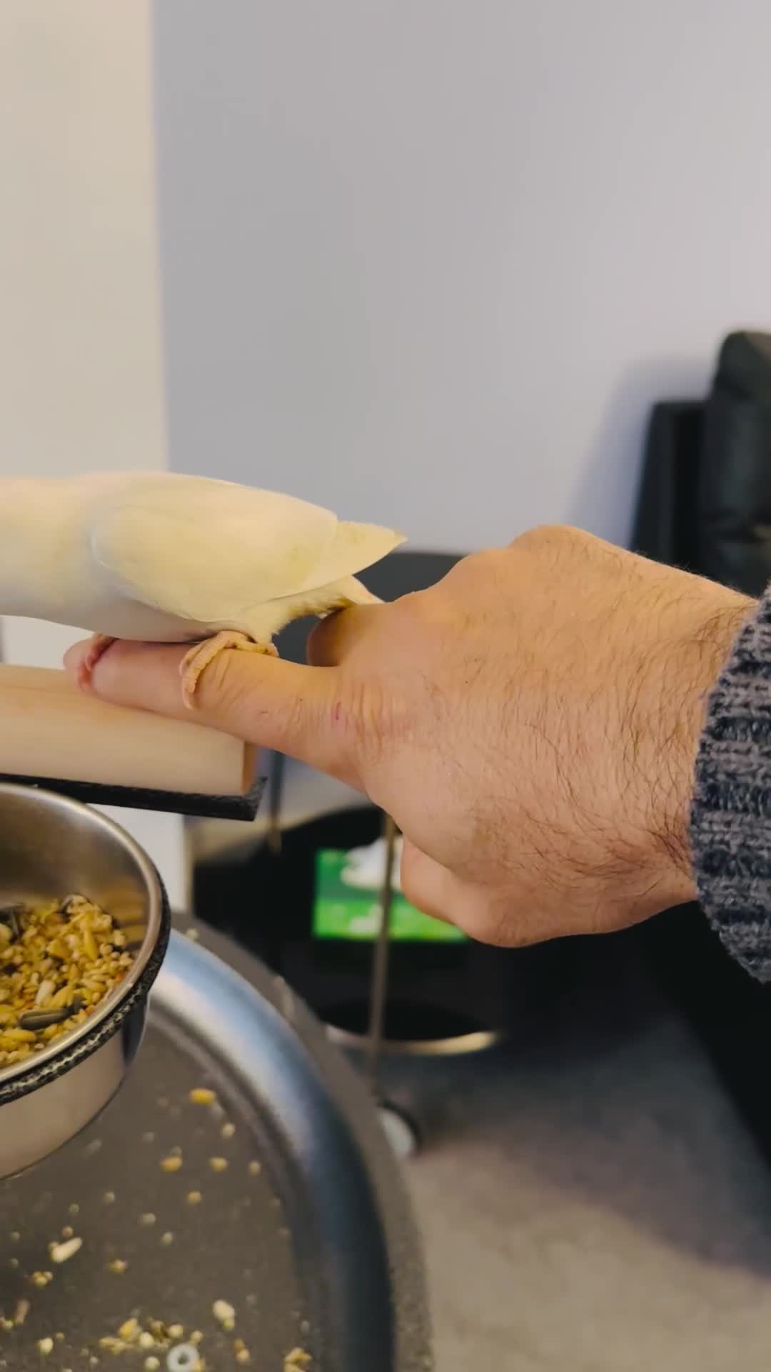 Lovebirds birds for sale: Hand-Reared, Tamed 8-Week-Old Peach-Faced Lovebird - Video 2