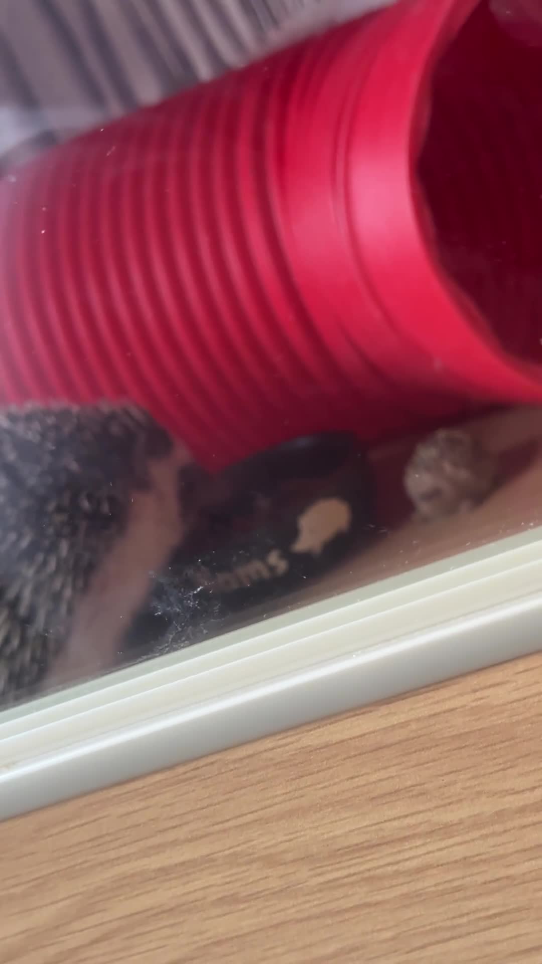 Pygmy Hedgehog rodents for sale: Female African Pygmy Hedgehog – all included - Video 2