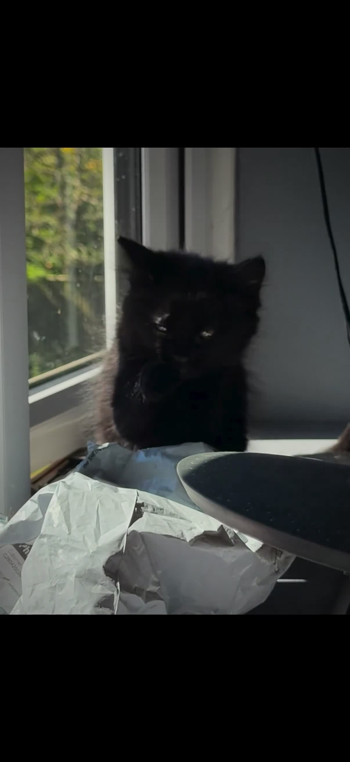 Mixed Breed cats for sale: BEAUTIFUL 9 WEEK OLD FEMALE KITTEN FO SALE:) - Video 1