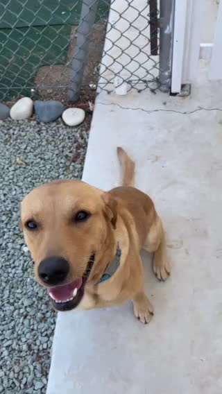 Labrador Retriever dogs for stud: Proven Fox Red / Golden working Labrador for stud in Sleaford - Video 1