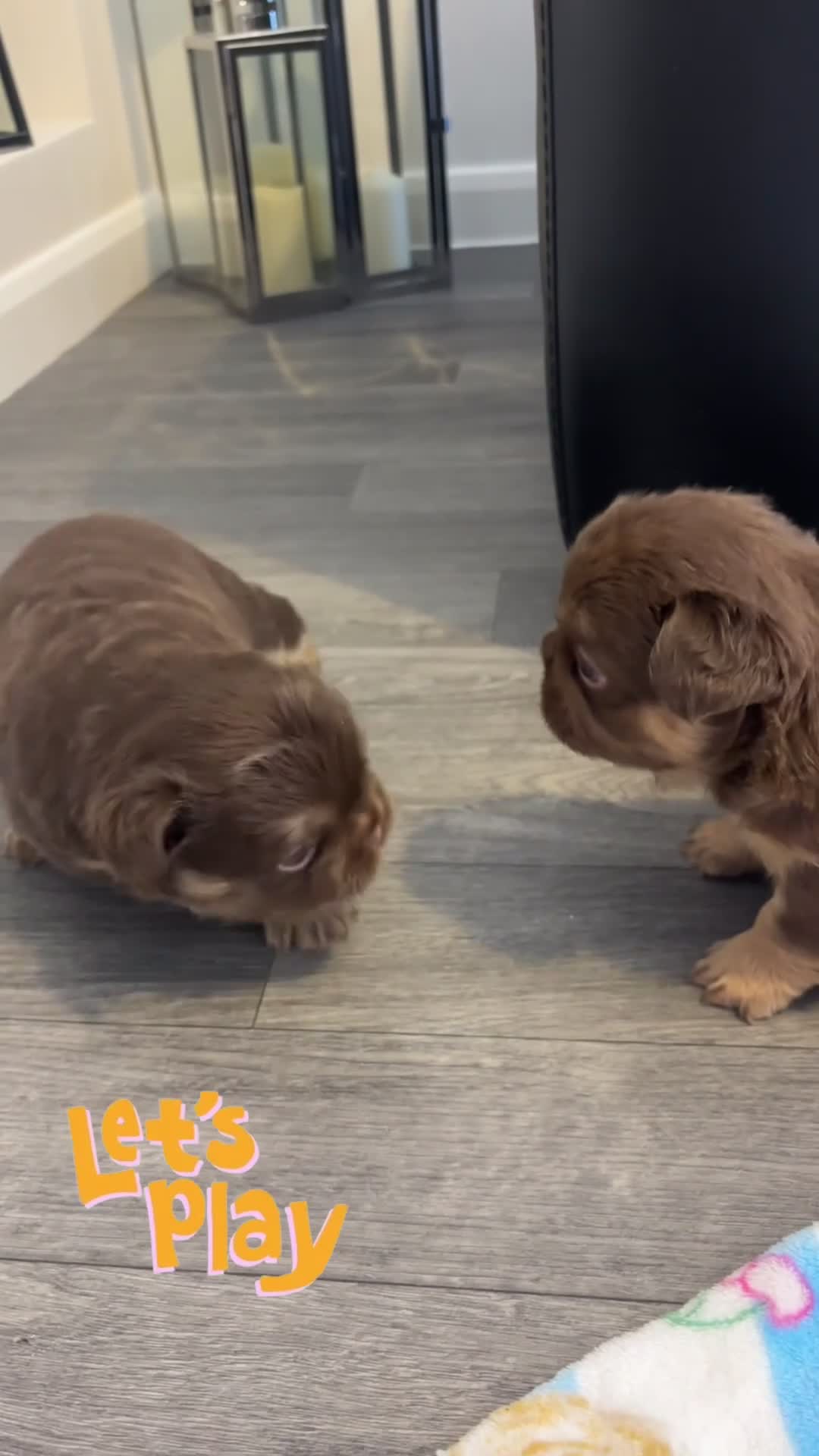 French Bulldog dogs for sale: Kc reg fluffy frenchies - Video 1
