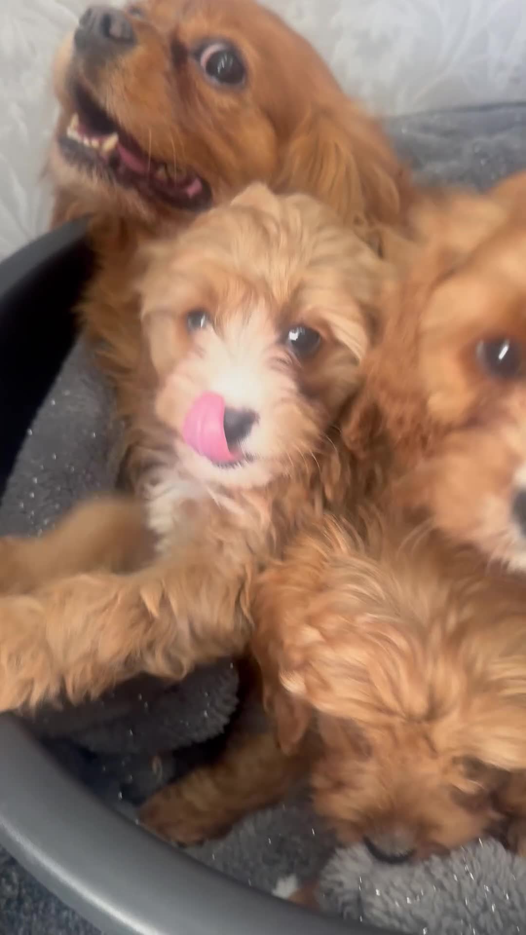 Cavapoo dogs for sale: Gorgeous F1 Cavapoo Pups Ready for Loving Homes 🐾 - Video 3