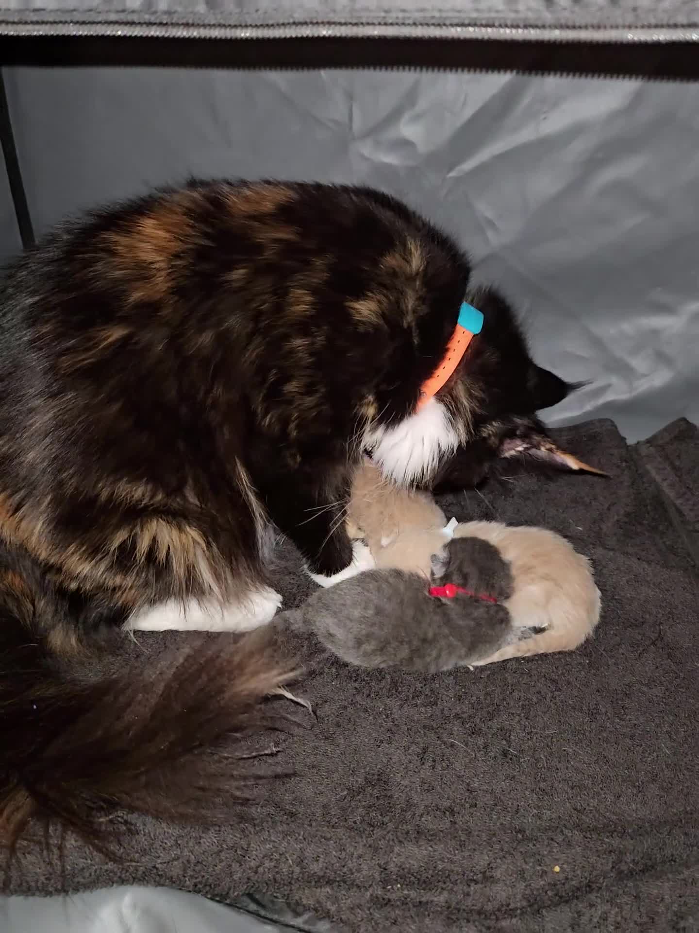 Maine Coon cats for sale: Maine Coon Kittens READY NOW parents not registere - Video 1