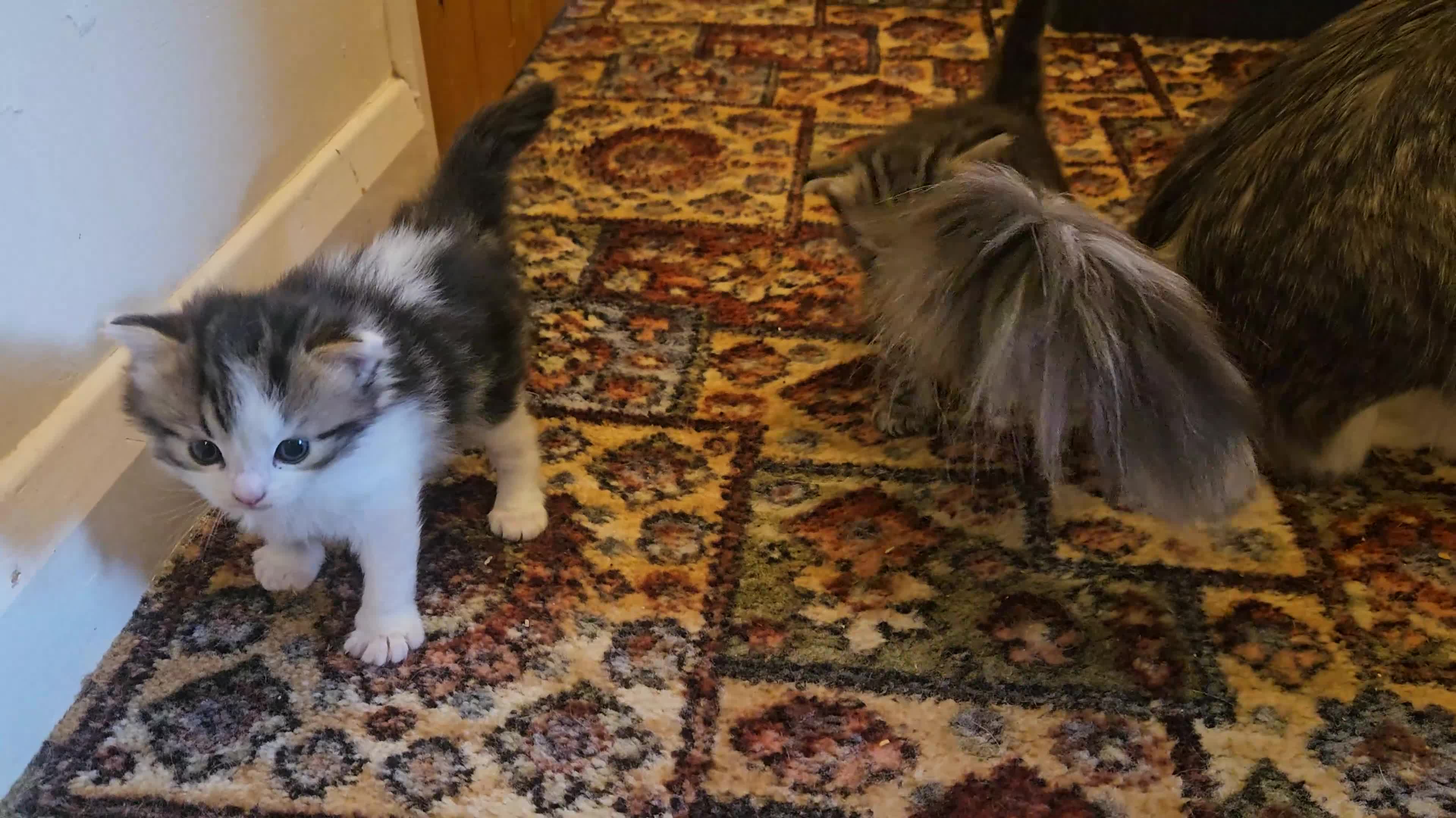 Ragdoll cats for sale: Ragdoll x kittens  - Video 1