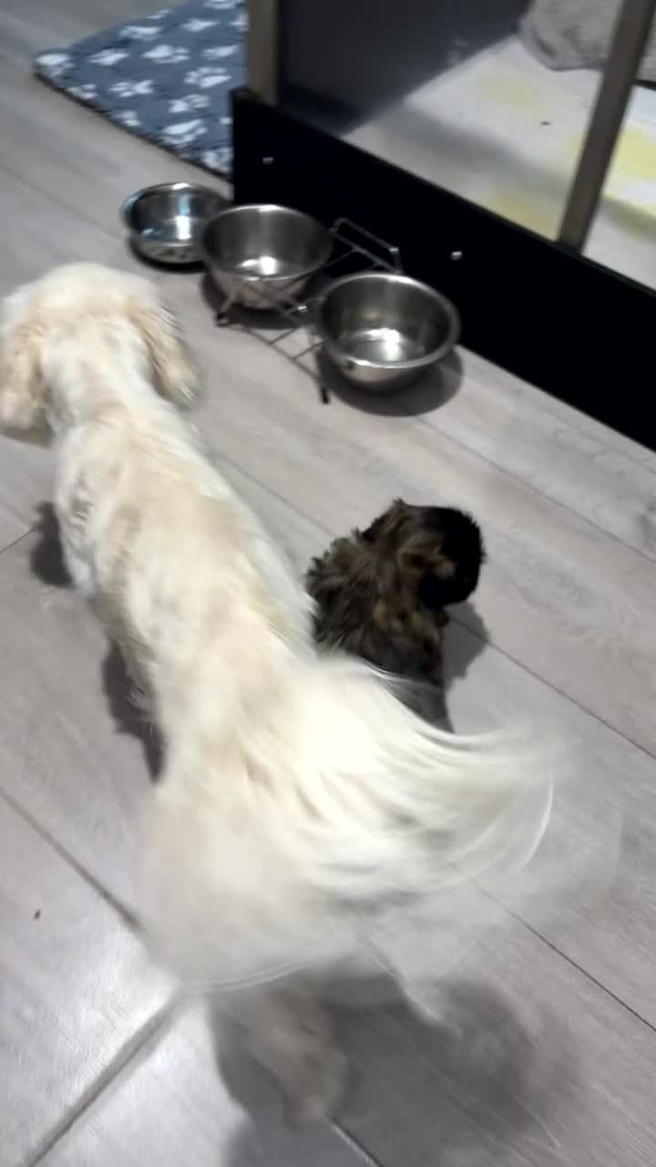 Shih Tzu dogs for sale: Beautiful Shih Tzu for sale  - Video 1