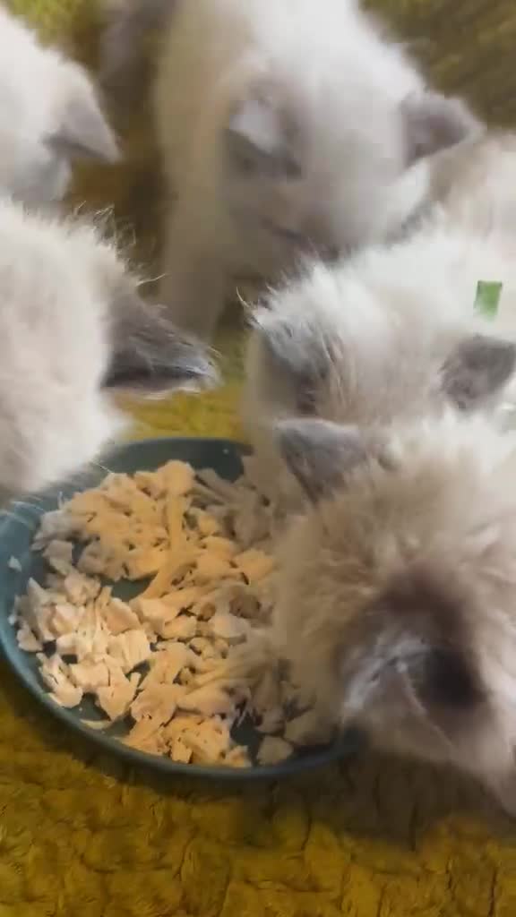 Ragdoll cats for sale: Sweet Ragdoll Kittens Looking for Loving Families  - Video 1