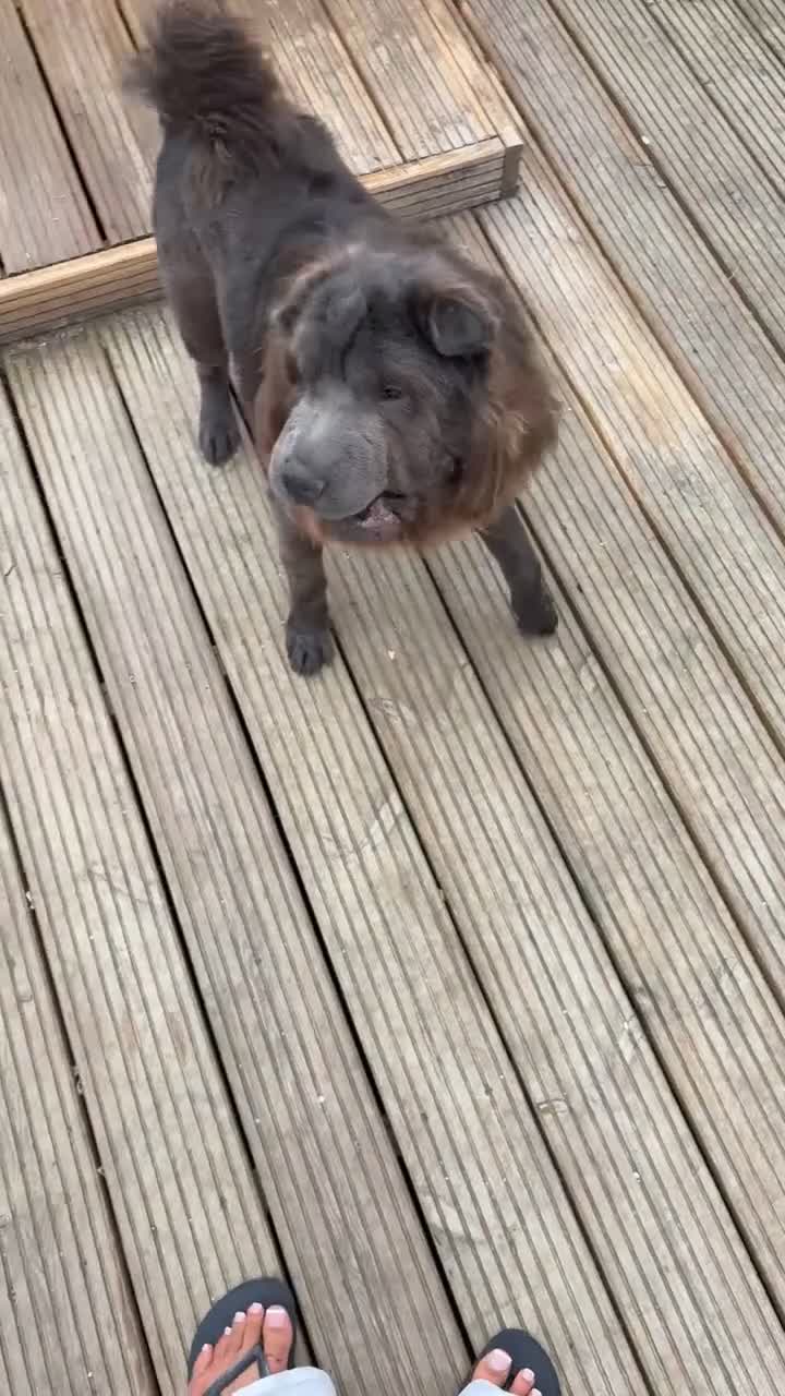 Shar Pei dogs for sale: Bear Coat Sharpei - Video 2