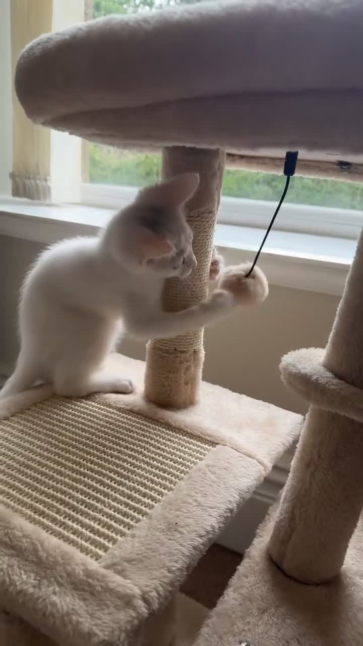 Turkish Van cats for sale: Leyla - Turkish Van Cat - Video 1
