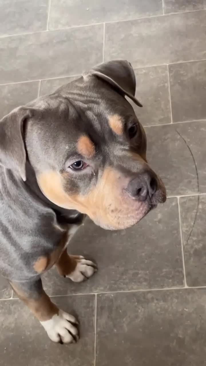 Mixed Breed dogs for sale: American Bully/ Blue American Staffordshire  - Video 1