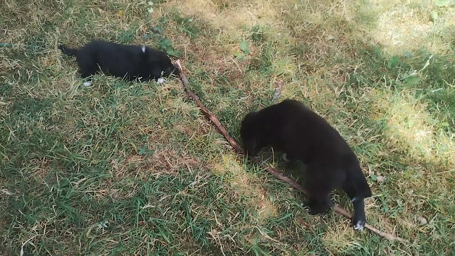 Border Collie dogs for sale: Traditional Border Collie Puppies - Video 2