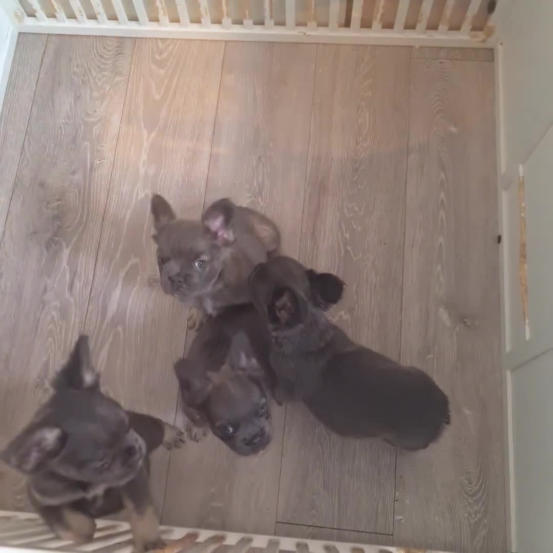 French Bulldog dogs for sale: KLASSY BULLZ KENNELS - KLASSY PUPZ ✨️ in Beckenham - Video 2