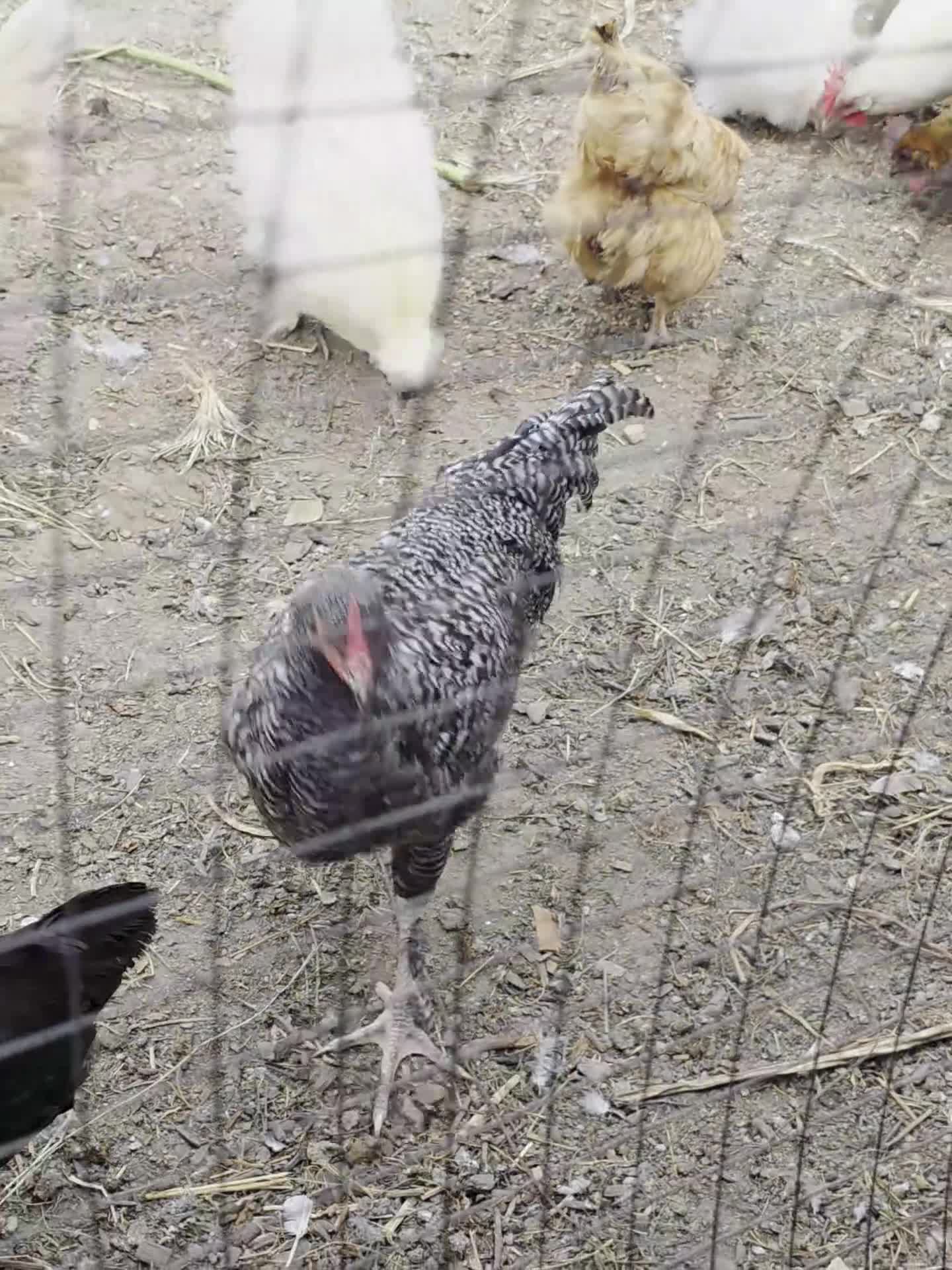 Chickens poultry for sale: Asortment of roosters - Video 2