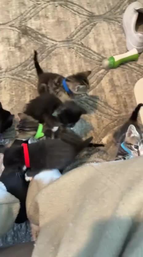 Mixed Breed cats for sale: 10 Mixed breed tabby kittens  - Video 1