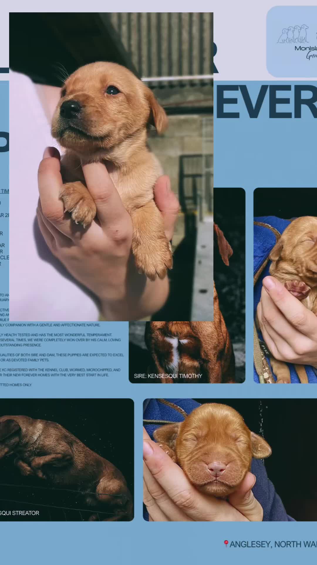 Labrador Retriever dogs for sale: 3 dogs available. KC Reg. Health Tested Parents.  - Video 2