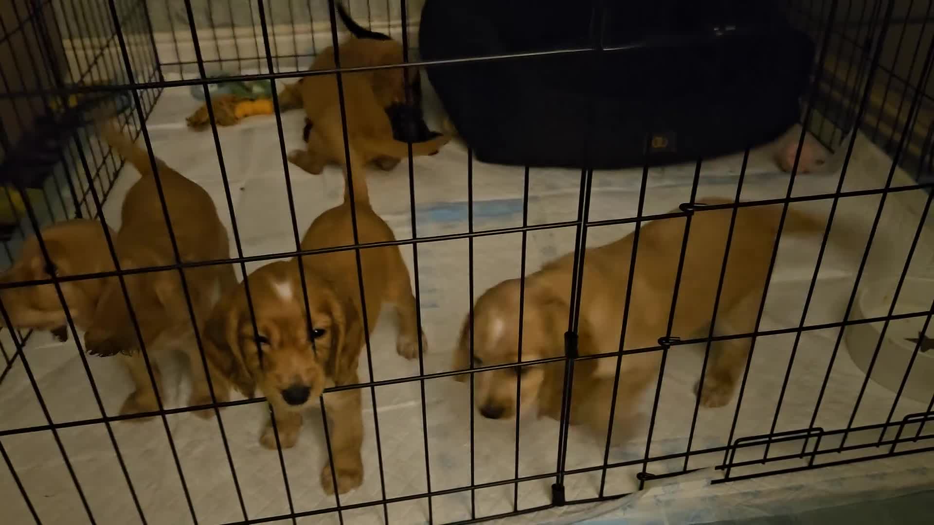 Cocker Spaniel dogs for sale: litter of 6 pedigree cocker spaniel puppies. - Video 1
