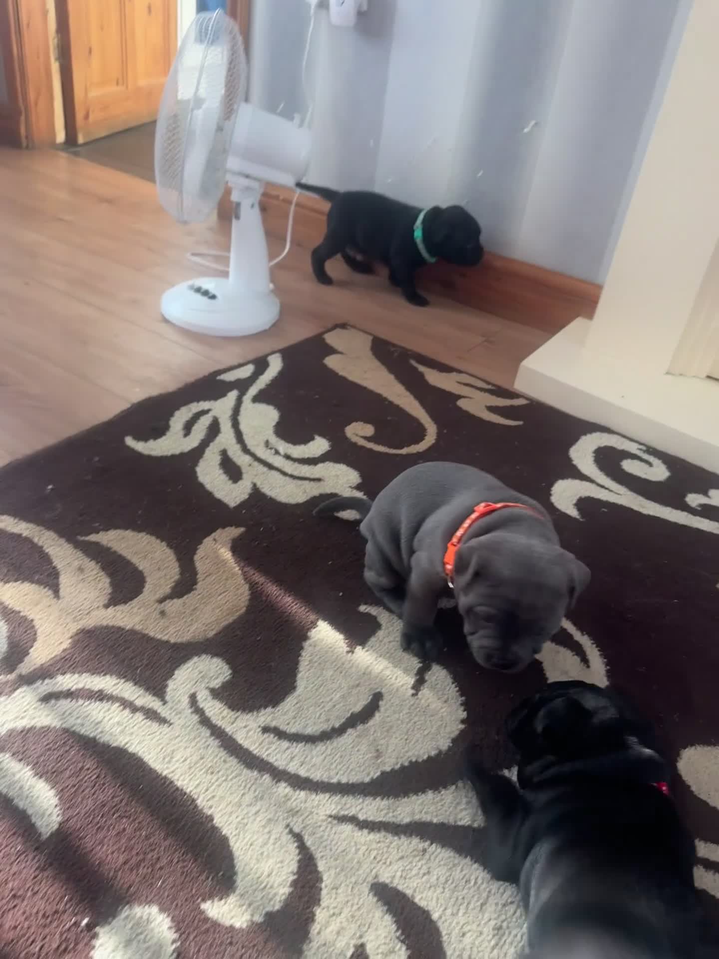 Staffordshire Bull Terrier dogs for sale: Bullscaff PIRO, pharon&bill puppies - Video 1