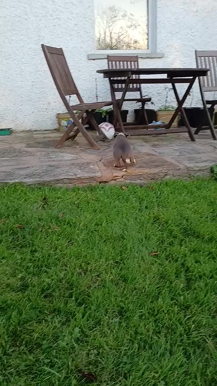 Border Collie dogs for sale: Border Collie pups for sale  - Video 1