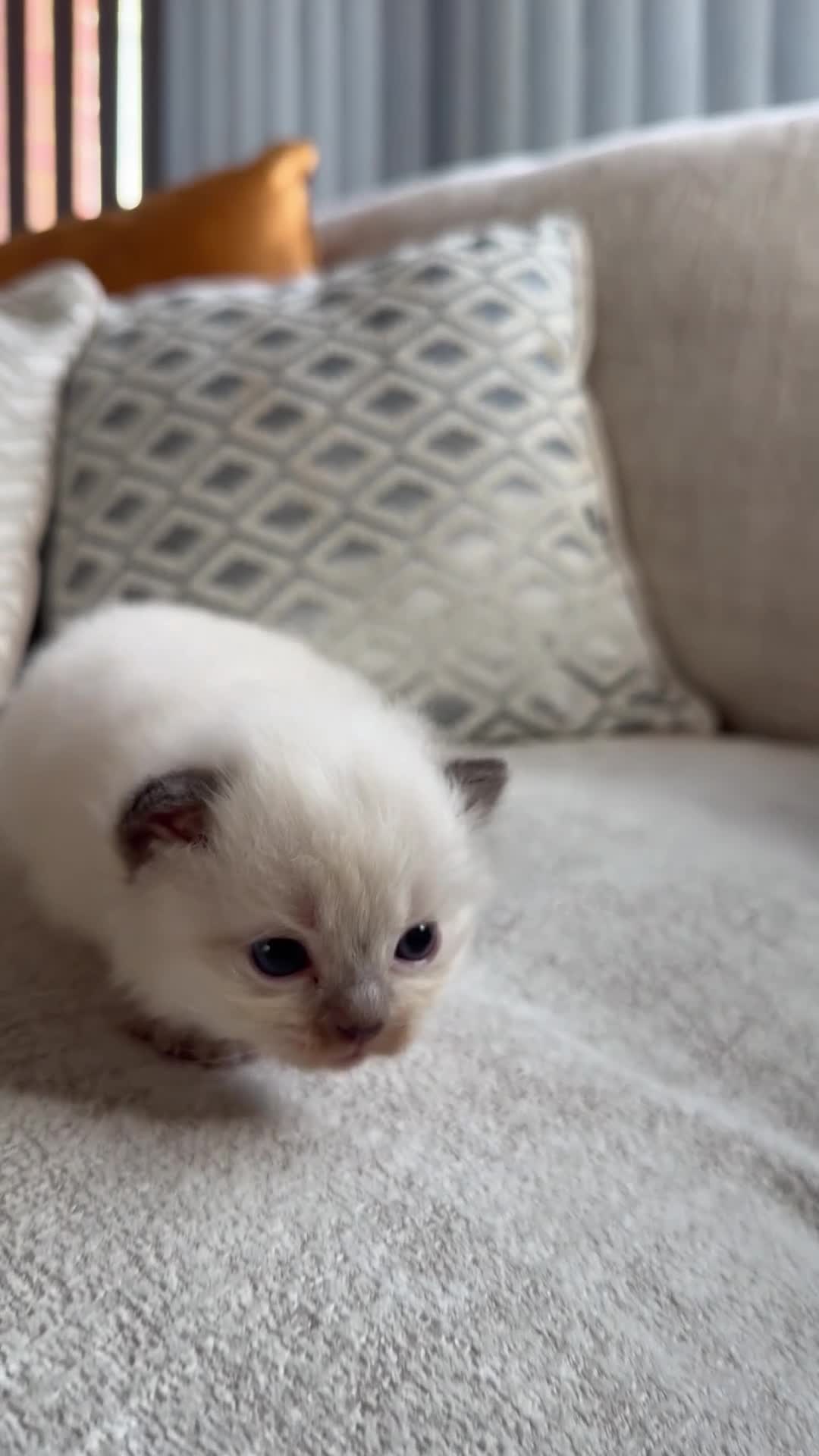 Ragdoll cats for sale: Ragdoll kittens - Video 1