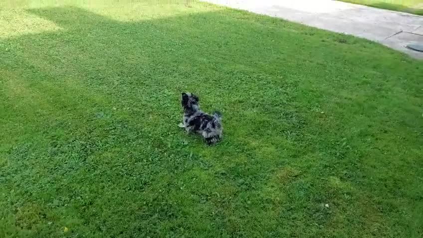 Yorkshire Terrier dogs for sale: Rare Colourful Pedigree Yorkies Certified Breeder - Video 3