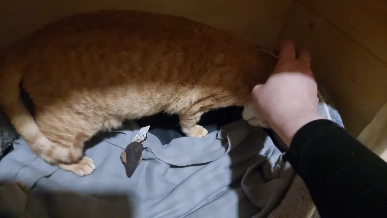 Mixed Breed cats for adoption: [Indoors Only] Ginger-Rose! A Lovely Chatty Queen in London - Video 2