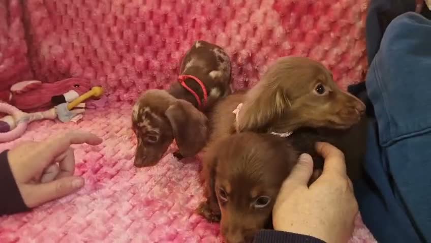 Miniature Dachshund dogs for sale: Miniture dachshund puppies  - Video 1