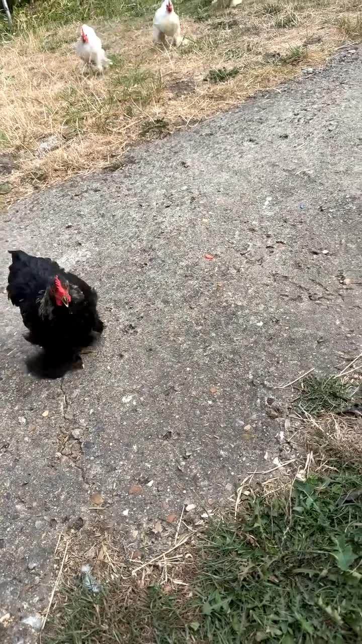 Chickens poultry for sale: Chickens for sale ASAP in Slough - Video 1