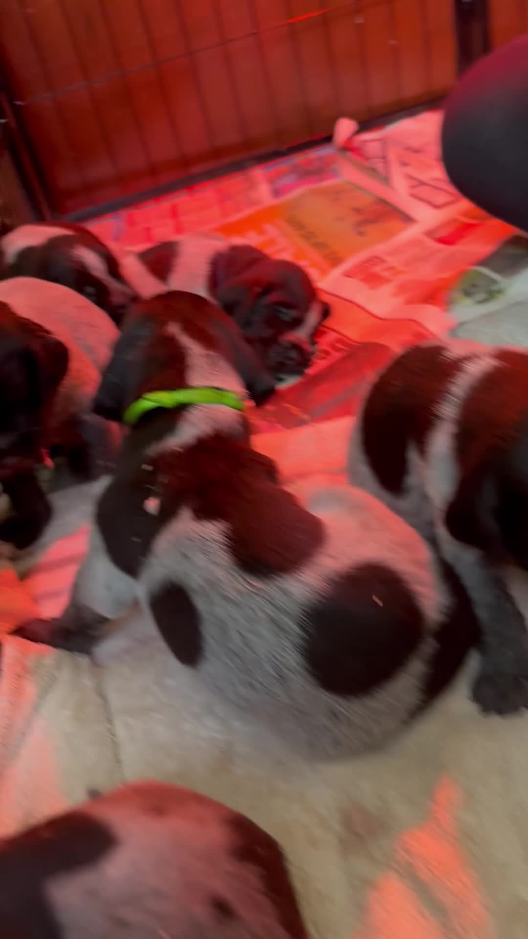 German Wirehaired Pointer dogs for sale: Puppy availability  in Blackburn - Video 1