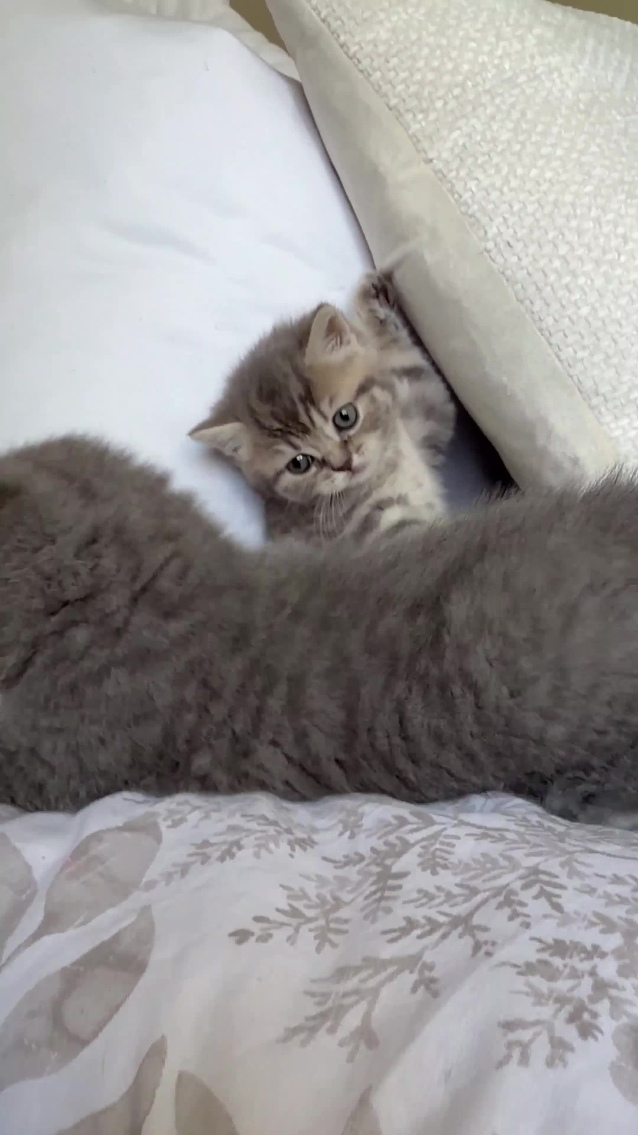 Scottish Fold cats for sale: Beautiful Scottish fold girls❤️  in Slough - Video 1