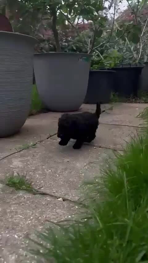 Toy Poodle dogs for sale: Toy Poodle (1boy & 1girl left to find their home) - Video 3