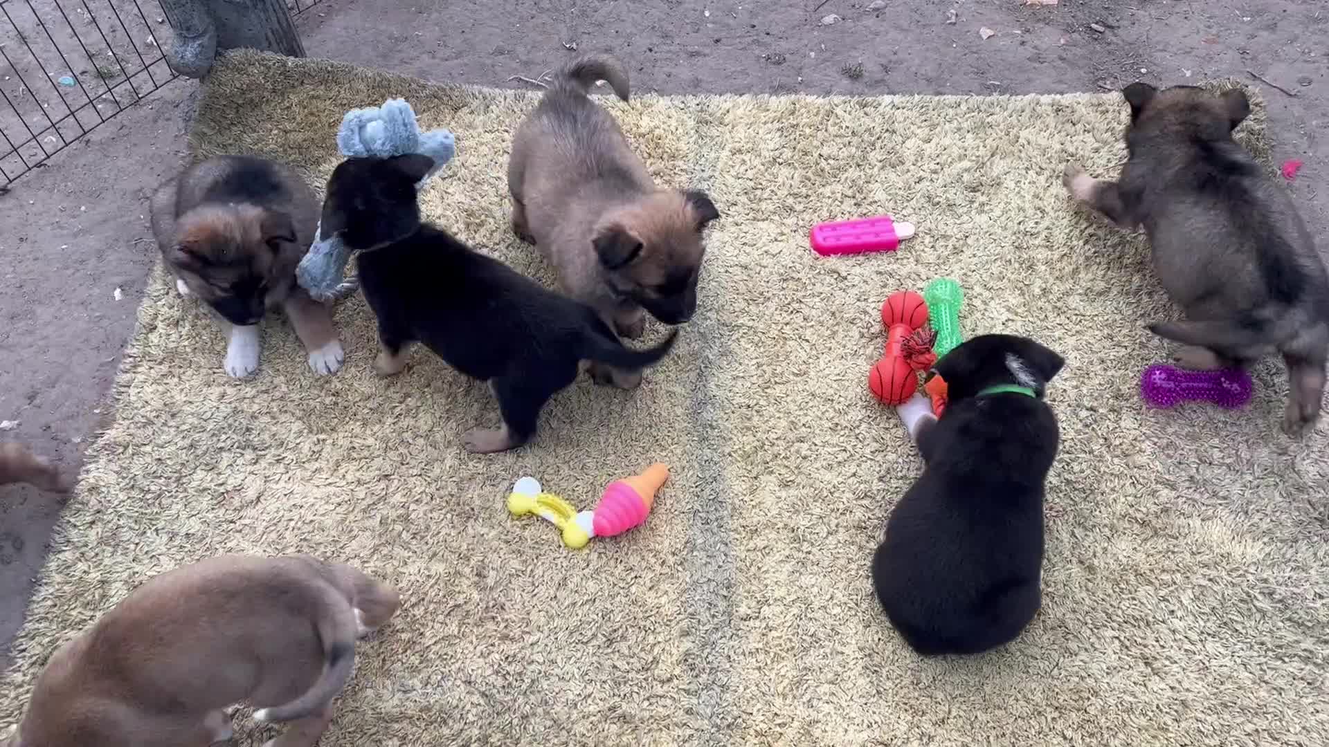 German Shepherd dogs for sale: 9 beautiful German shepherd puppies ready to go  in Feltham - Video 2